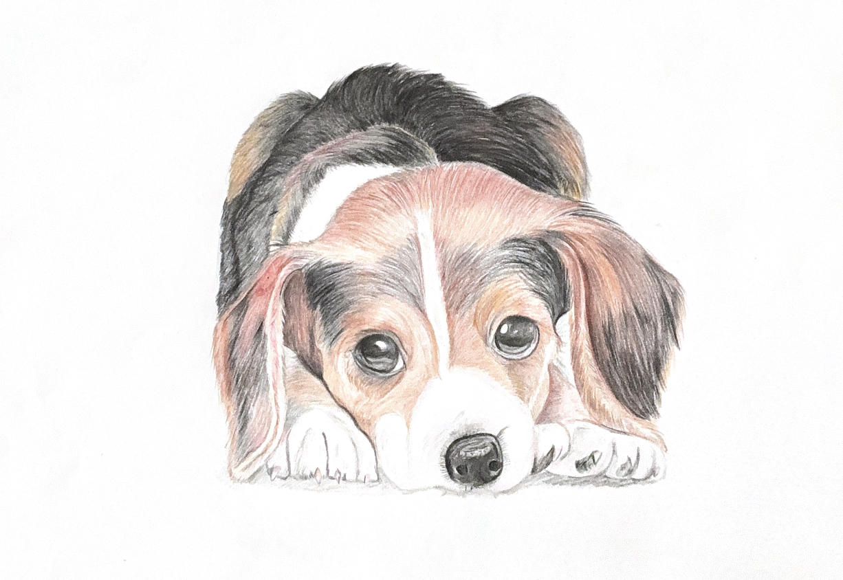 Colored pencil drawing of a beagle puppy