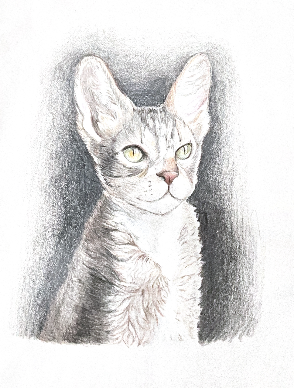 Pencil portrait of a cat