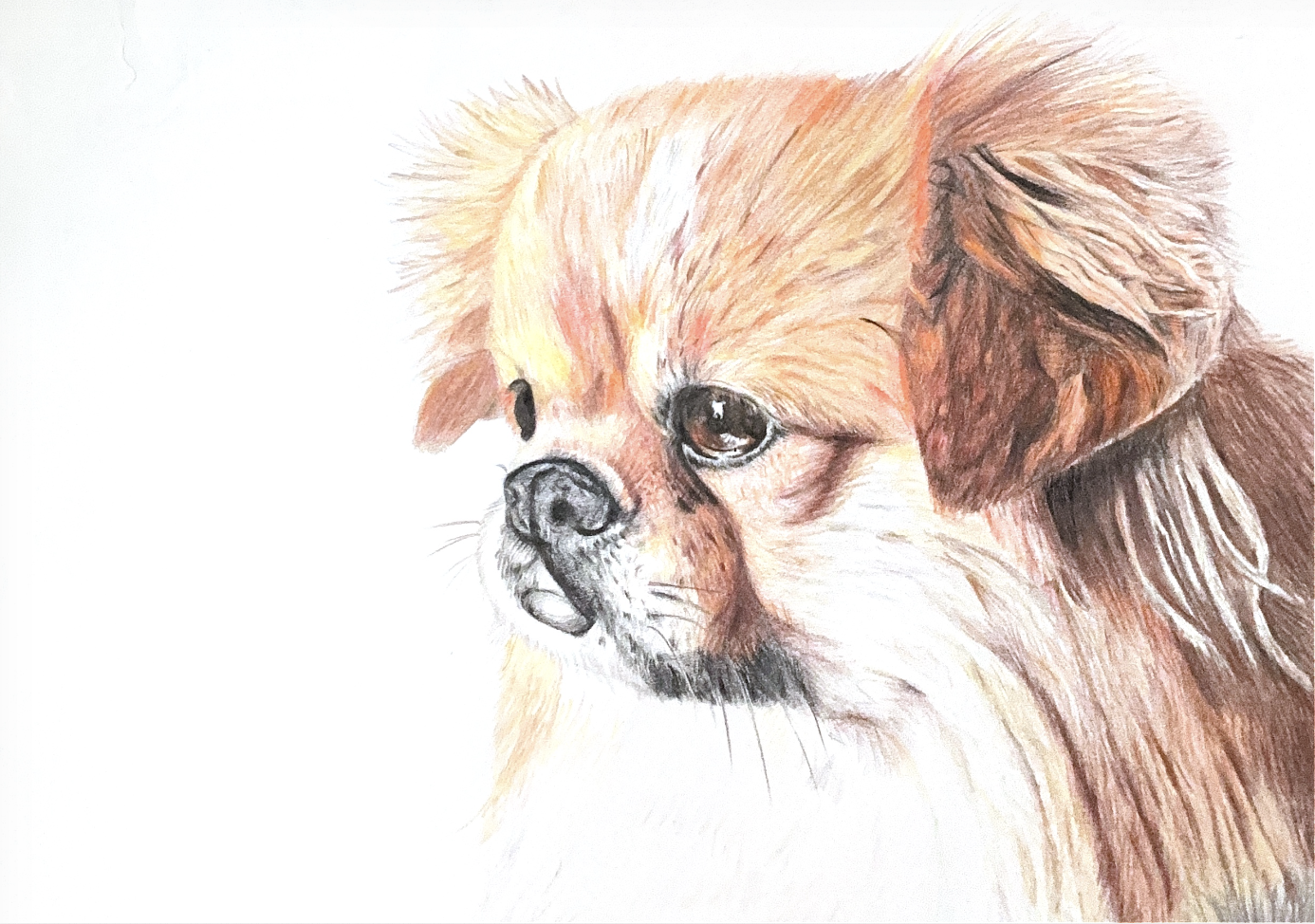 Colored pencil drawing of a small fluffy dog