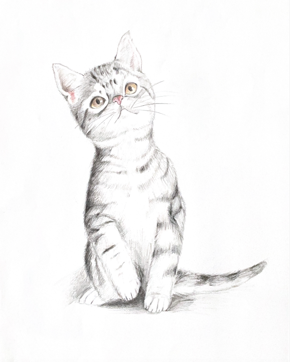Pencil sketch of a tabby kitten