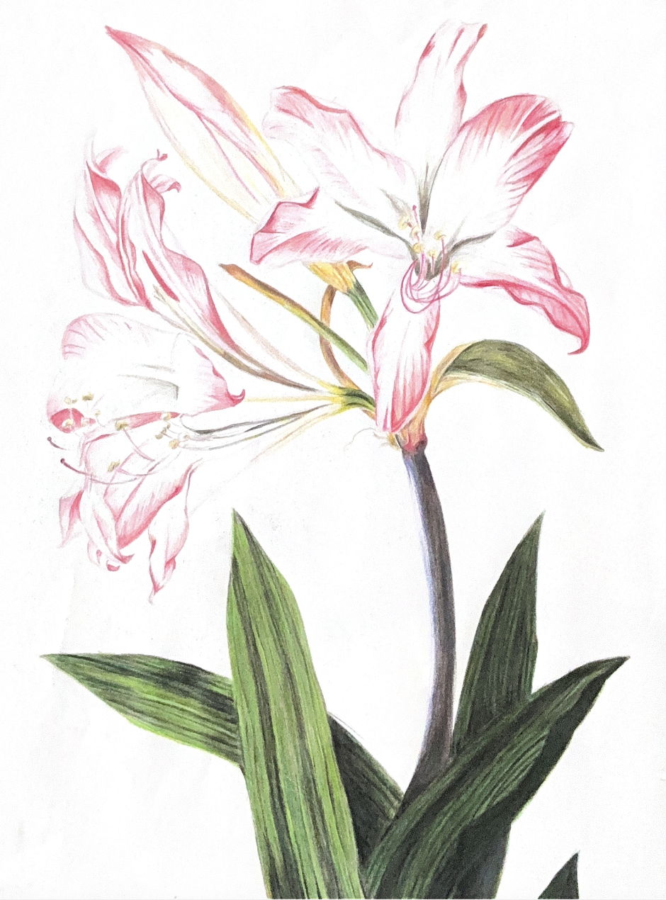 Colored pencil drawing of pink lilies